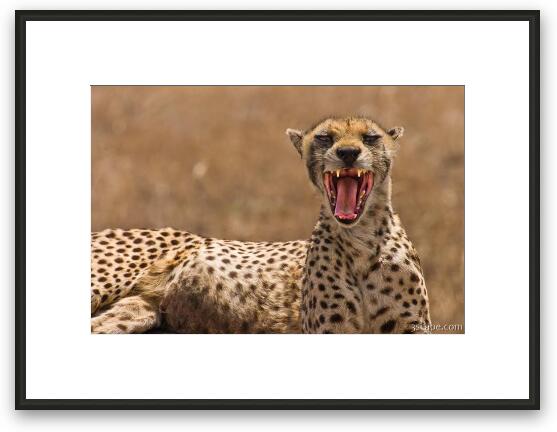 Cheetah Framed Fine Art Print