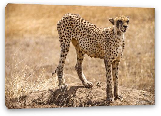 Cheetah surveying her surroundings Fine Art Canvas Print