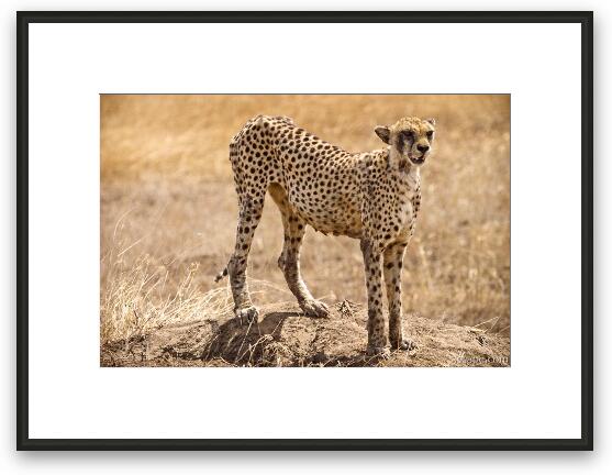 Cheetah surveying her surroundings Framed Fine Art Print