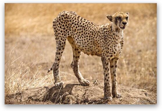 Cheetah surveying her surroundings Fine Art Metal Print