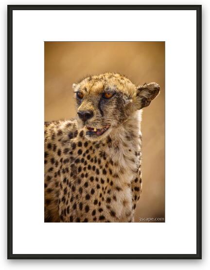 Cheetah Framed Fine Art Print