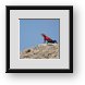 Buy Framed Print