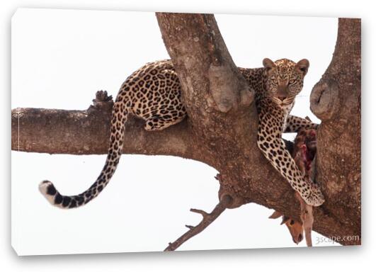 Leopard with a fresh gazelle kill in a tree Fine Art Canvas Print