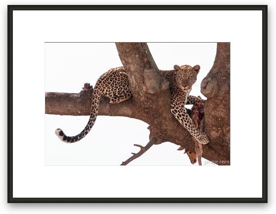 Leopard with a fresh gazelle kill in a tree Framed Fine Art Print