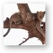 Leopard with a fresh gazelle kill in a tree Metal Print