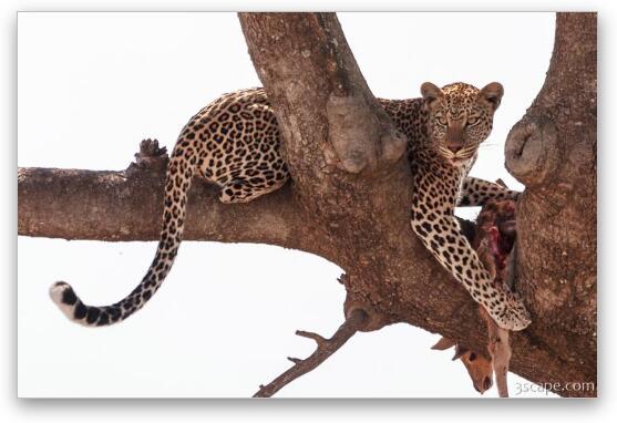 Leopard with a fresh gazelle kill in a tree Fine Art Print