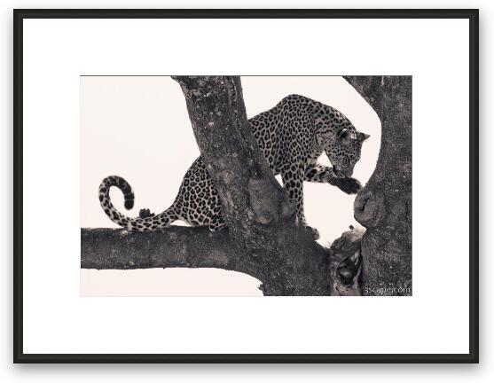 Leopard taking a cleaning break Framed Fine Art Print