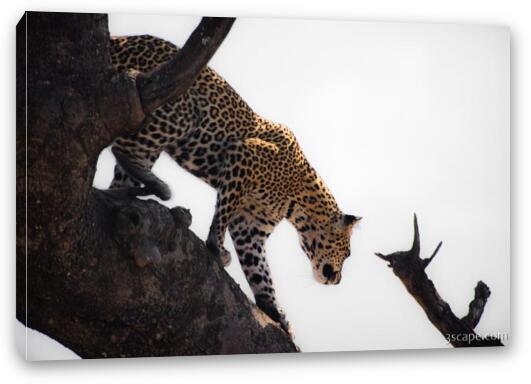 Leopard on the move Fine Art Canvas Print