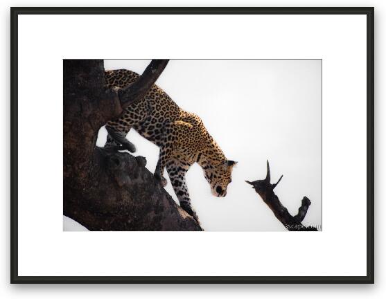 Leopard on the move Framed Fine Art Print
