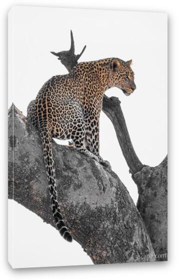 Leopard Fine Art Canvas Print
