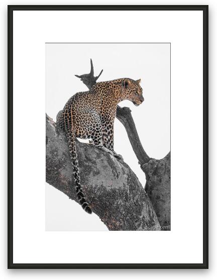 Leopard Framed Fine Art Print