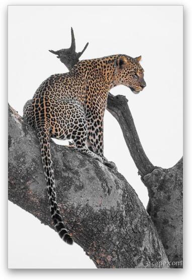 Leopard Fine Art Metal Print