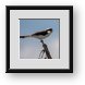 Buy Framed Print