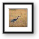 Black-headed Heron Framed Print