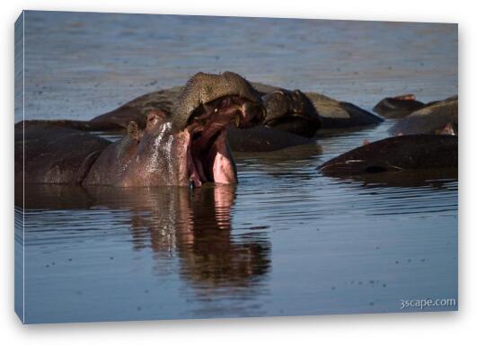 Hippo opening wide Fine Art Canvas Print