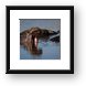 Hippo opening wide Framed Print