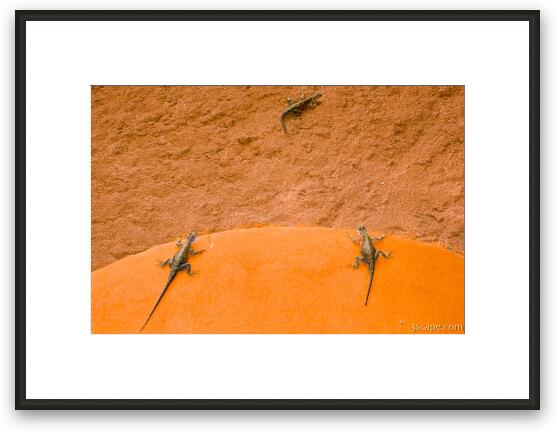 Several lizards Framed Fine Art Print