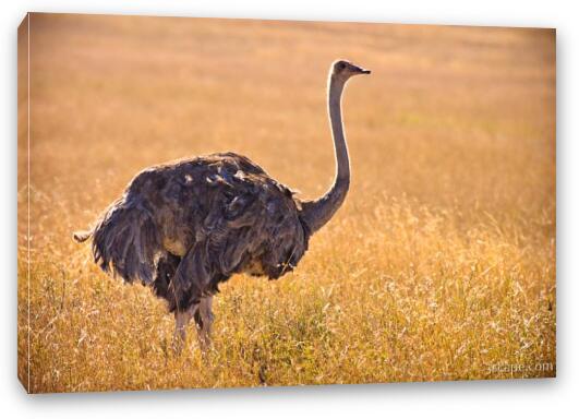 Female ostrich Fine Art Canvas Print