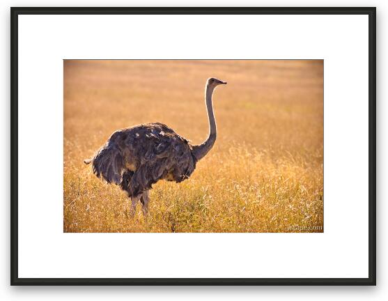 Female ostrich Framed Fine Art Print
