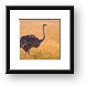Female ostrich Framed Print