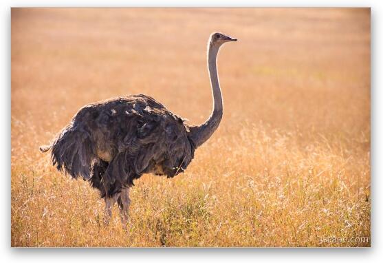 Female ostrich Fine Art Print