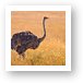 Female ostrich Art Print