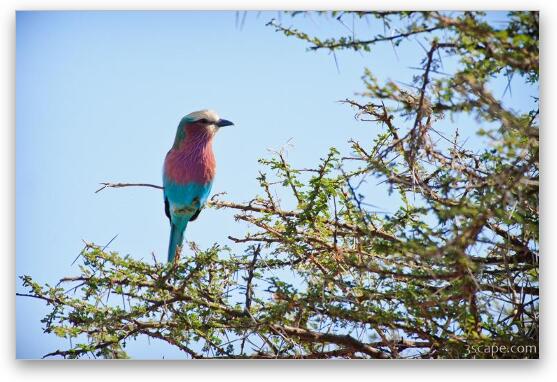 Lilac-breasted Roller Fine Art Metal Print
