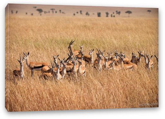 Thomsons Gazelle huddled together, sensing danger Fine Art Canvas Print