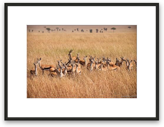 Thomsons Gazelle huddled together, sensing danger Framed Fine Art Print