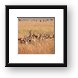 Thomsons Gazelle huddled together, sensing danger Framed Print