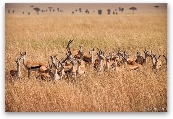 Thomsons Gazelle huddled together, sensing danger Fine Art Print