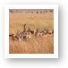 Thomsons Gazelle huddled together, sensing danger Art Print