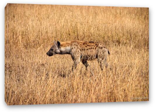 Hyena checking out the Thomsons Gazelle Fine Art Canvas Print