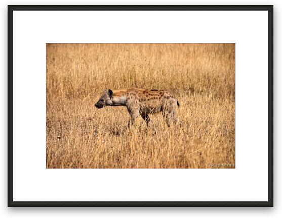 Hyena checking out the Thomsons Gazelle Framed Fine Art Print