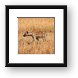 Hyena checking out the Thomsons Gazelle Framed Print
