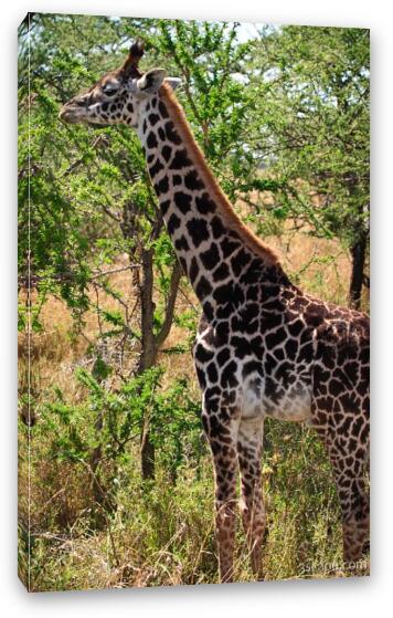 Masai Giraffe Fine Art Canvas Print