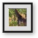 Buy Framed Print