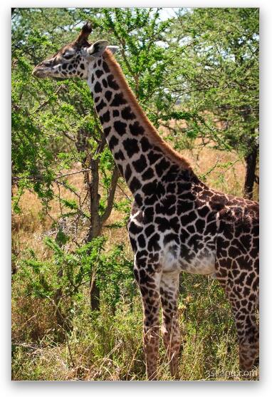 Masai Giraffe Fine Art Print