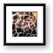 Giraffe spots Framed Print