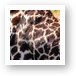 Giraffe spots Art Print