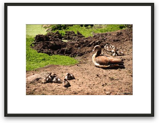 Egyptian Goose with babies Framed Fine Art Print