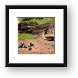 Egyptian Goose with babies Framed Print