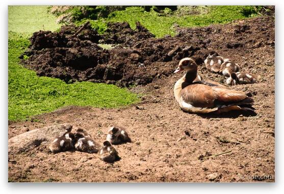 Egyptian Goose with babies Fine Art Print