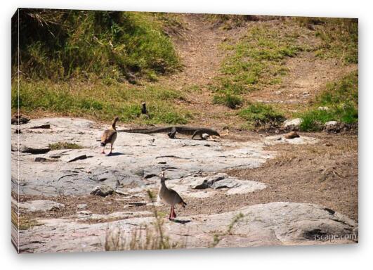Nile Monitor with geese Fine Art Canvas Print