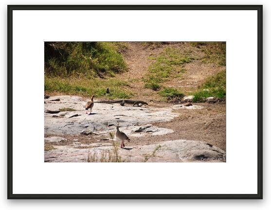 Nile Monitor with geese Framed Fine Art Print