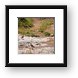 Nile Monitor with geese Framed Print