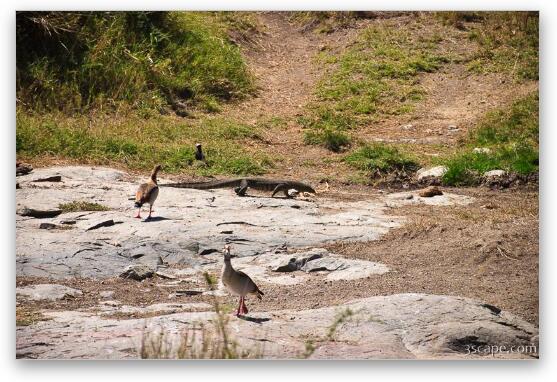 Nile Monitor with geese Fine Art Print