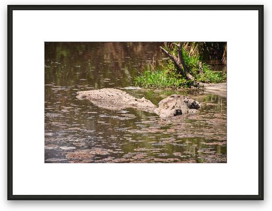Two Nile Crocodile Framed Fine Art Print