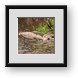 Buy Framed Print