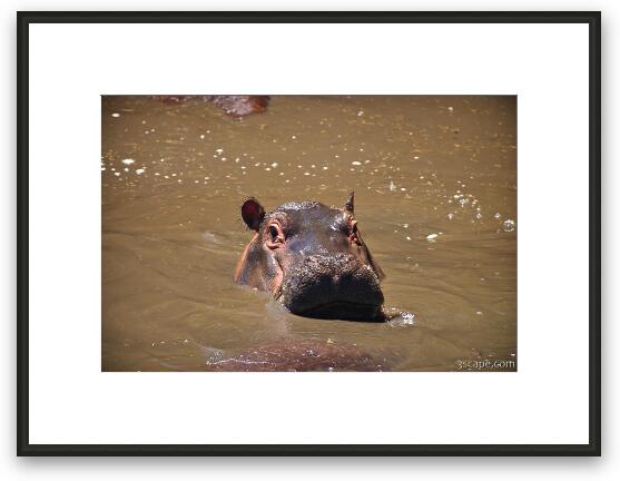Hippo Framed Fine Art Print